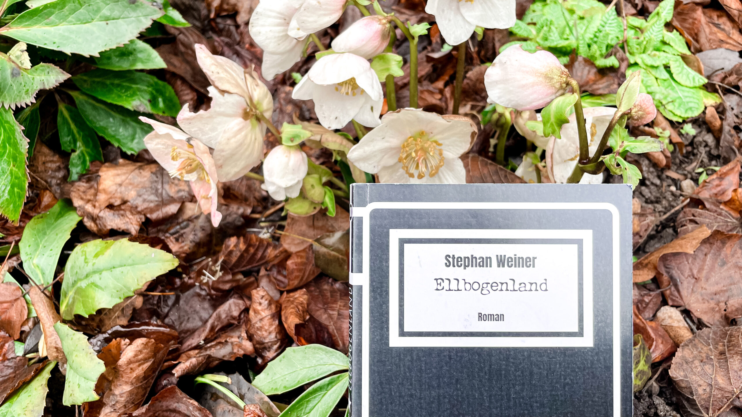 Das Buchcover von Â«EllenbogenlandÂ» von Stephan Weiner ist vor einem Laubboden zu sehen, worin weisse Christrosen blÃ¼hen. Ein paar grÃ¼ne BlÃ¤tter der Christrose sind ebenfalls zu sehen.